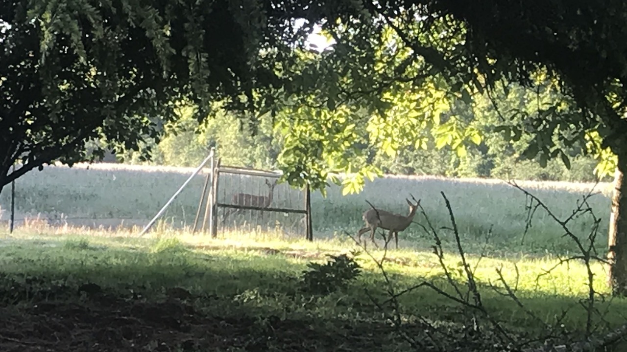Photo of Others in Morigny-Champigny