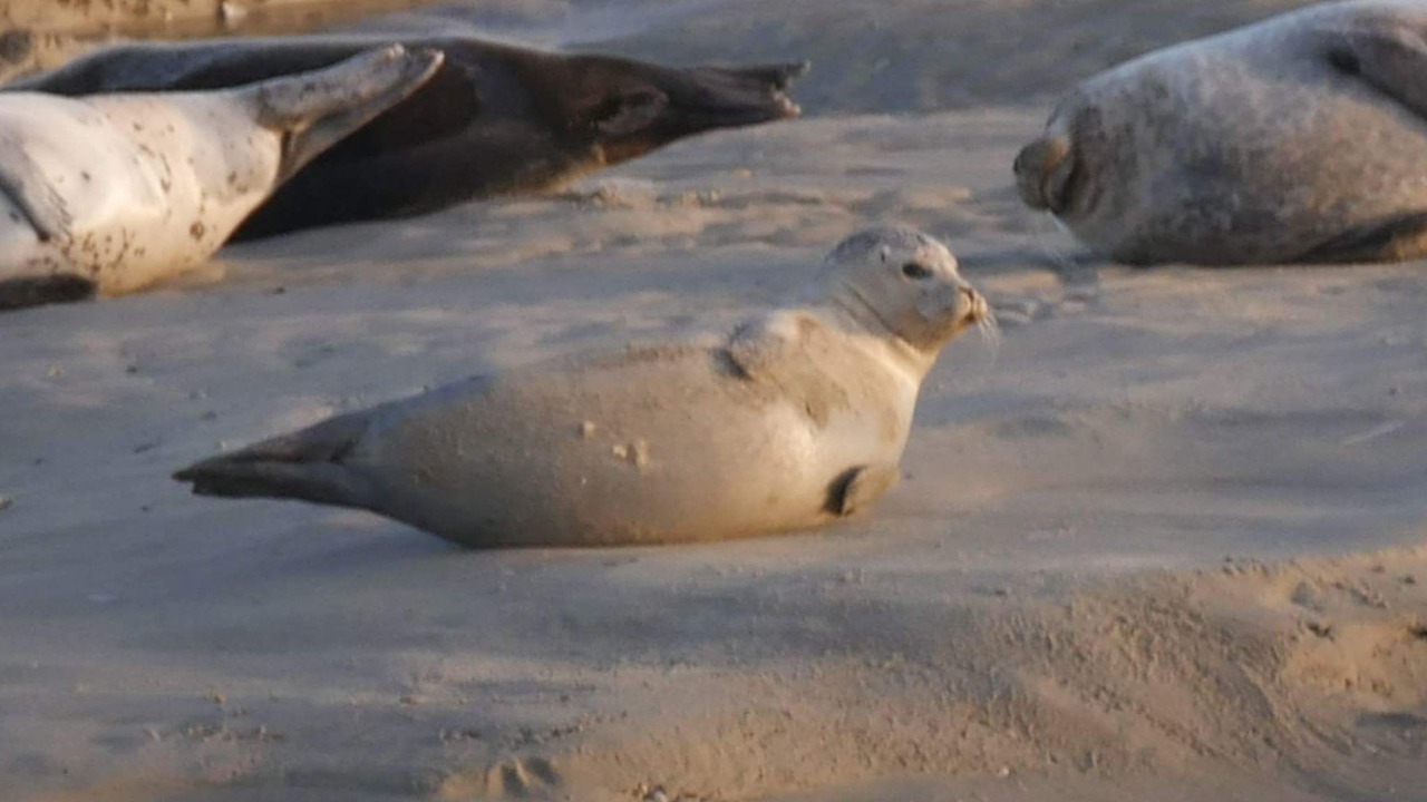 Photo of Others in Berck-sur-Mer