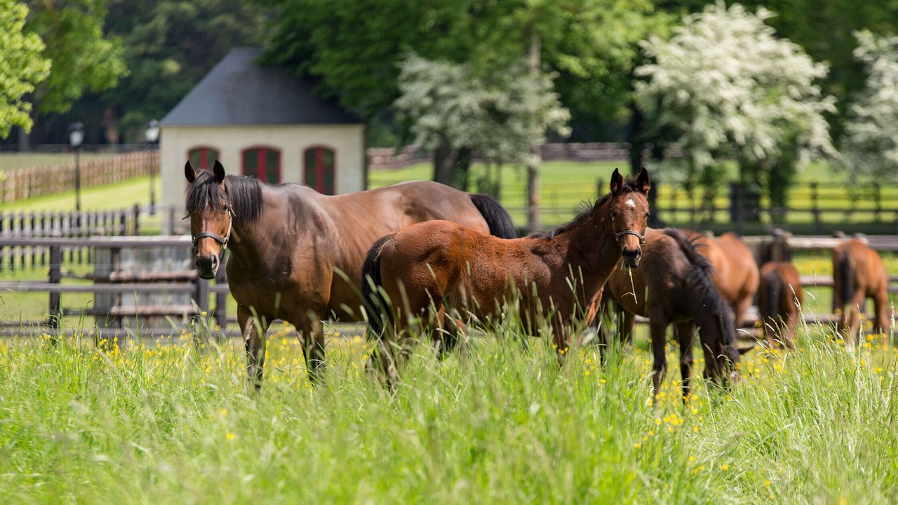 Photo of Others in Magny-le-Desert