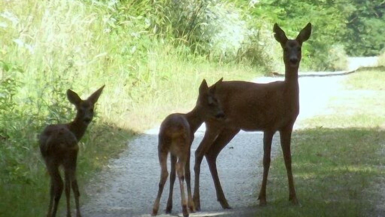 Photo of Outdoor in Desvres