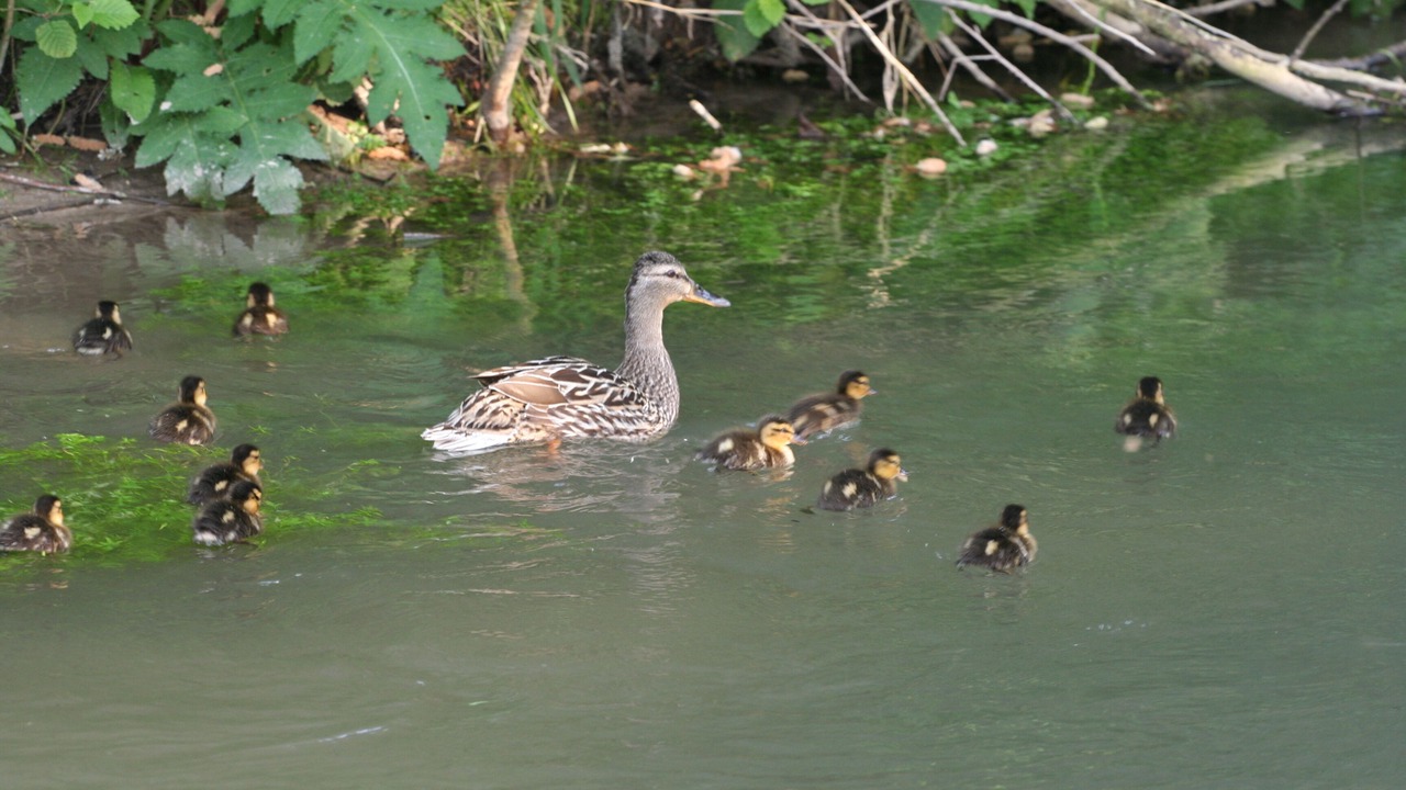Photo of Others in Ancourt