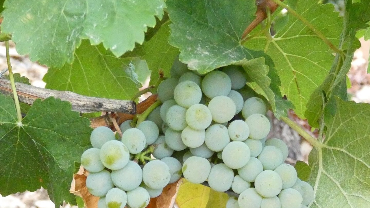 Photo of Outdoor in Verdigny