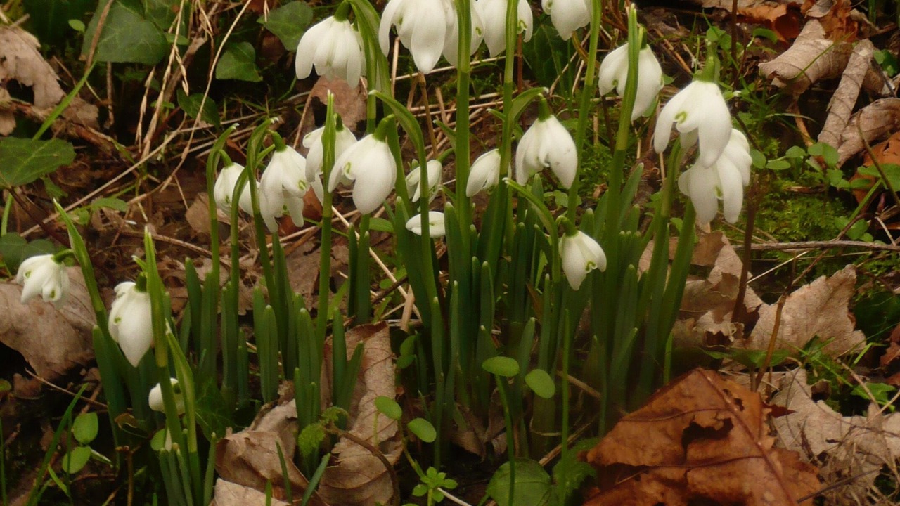 Photo of Outdoor in Wimille
