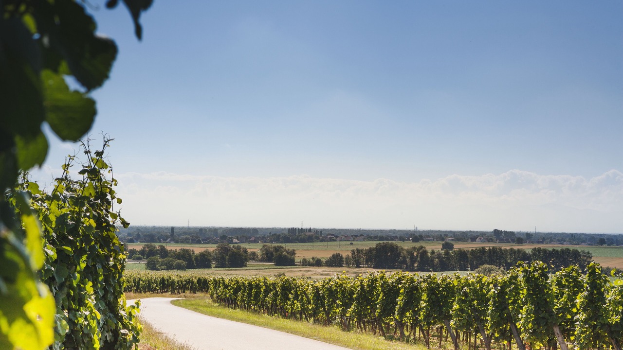 Photo of Outdoor in Gundolsheim