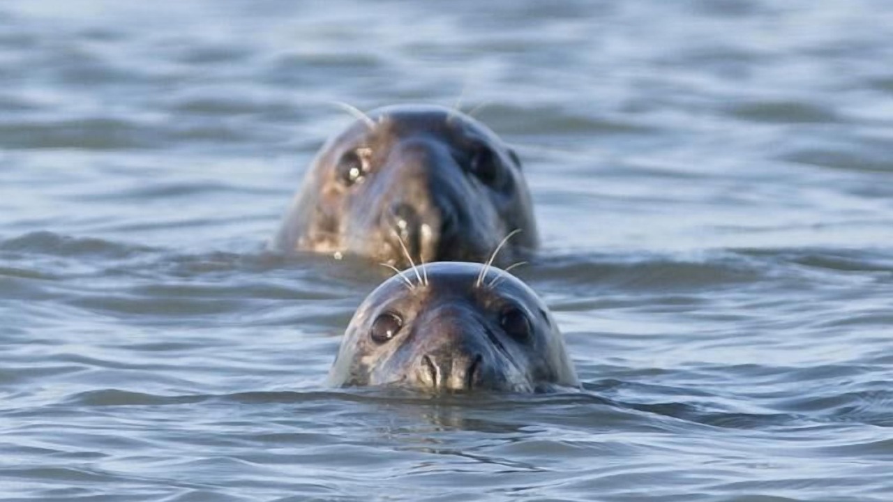 Photo of Others in Audresselles
