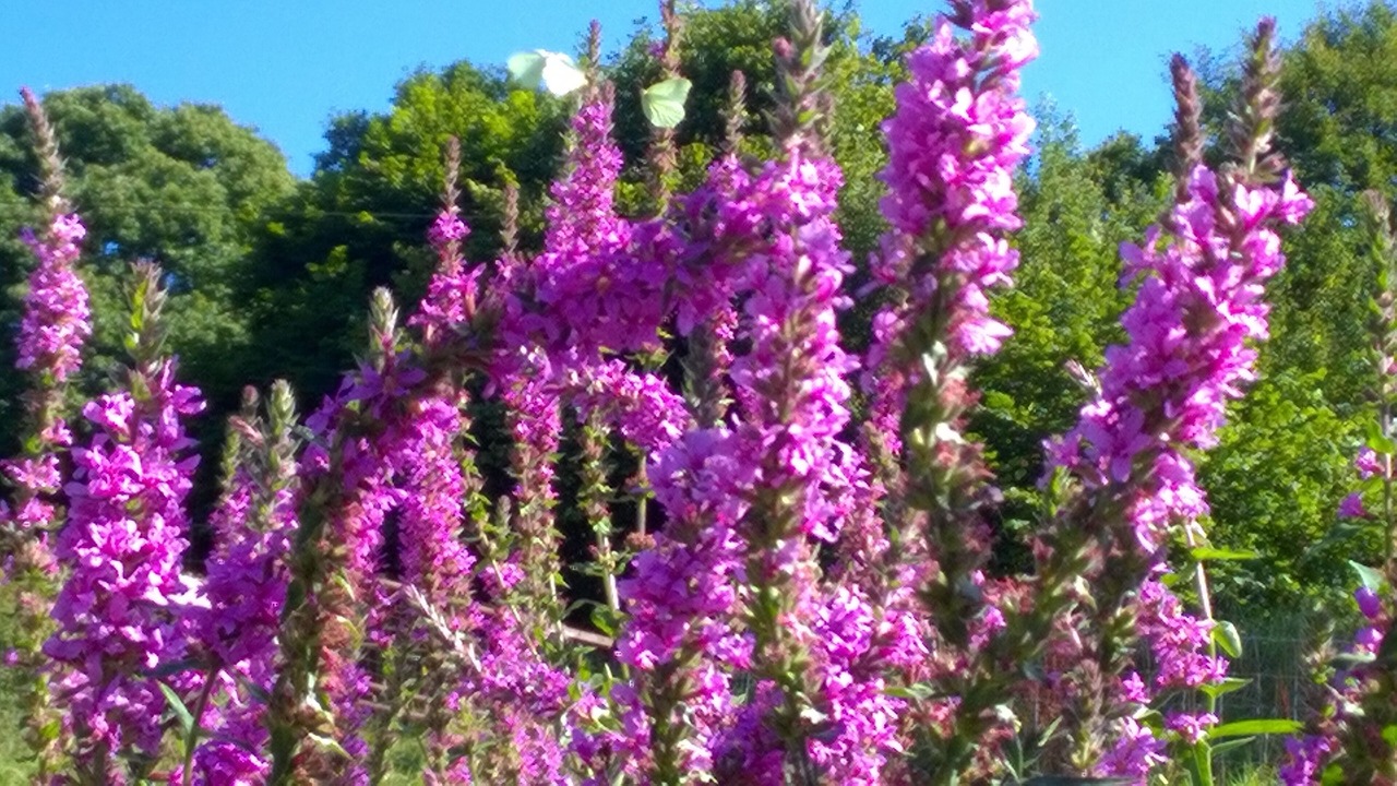 Photo of Outdoor in Champeon