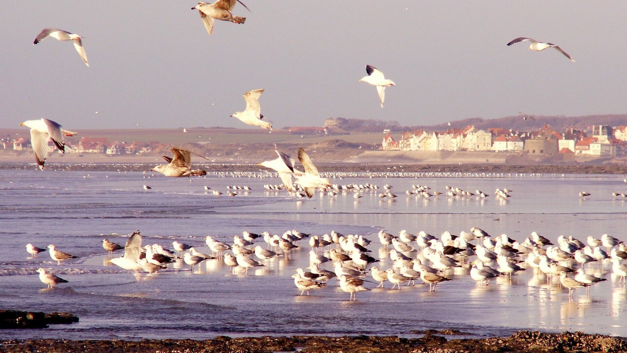 Photo of Others in Wimereux