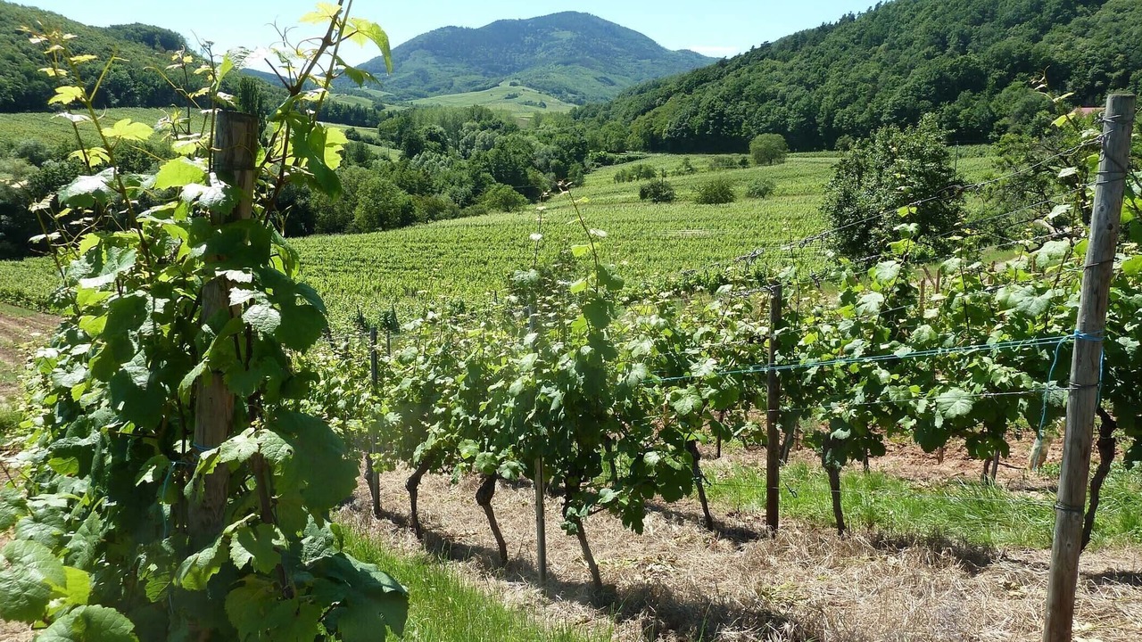 Photo of Outdoor in Epfig