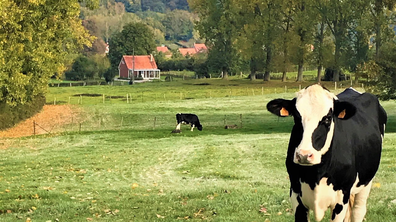 Photo of Others in Willeman