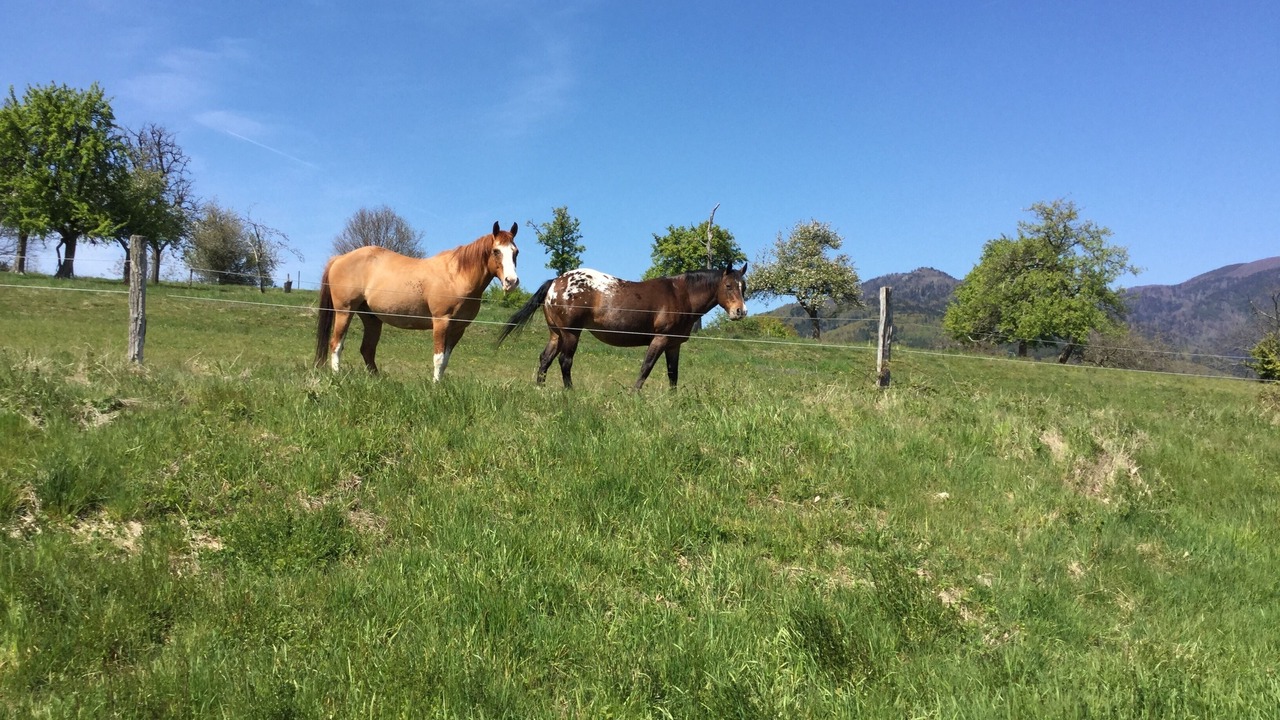 Photo of Others in Masevaux-Niederbruck