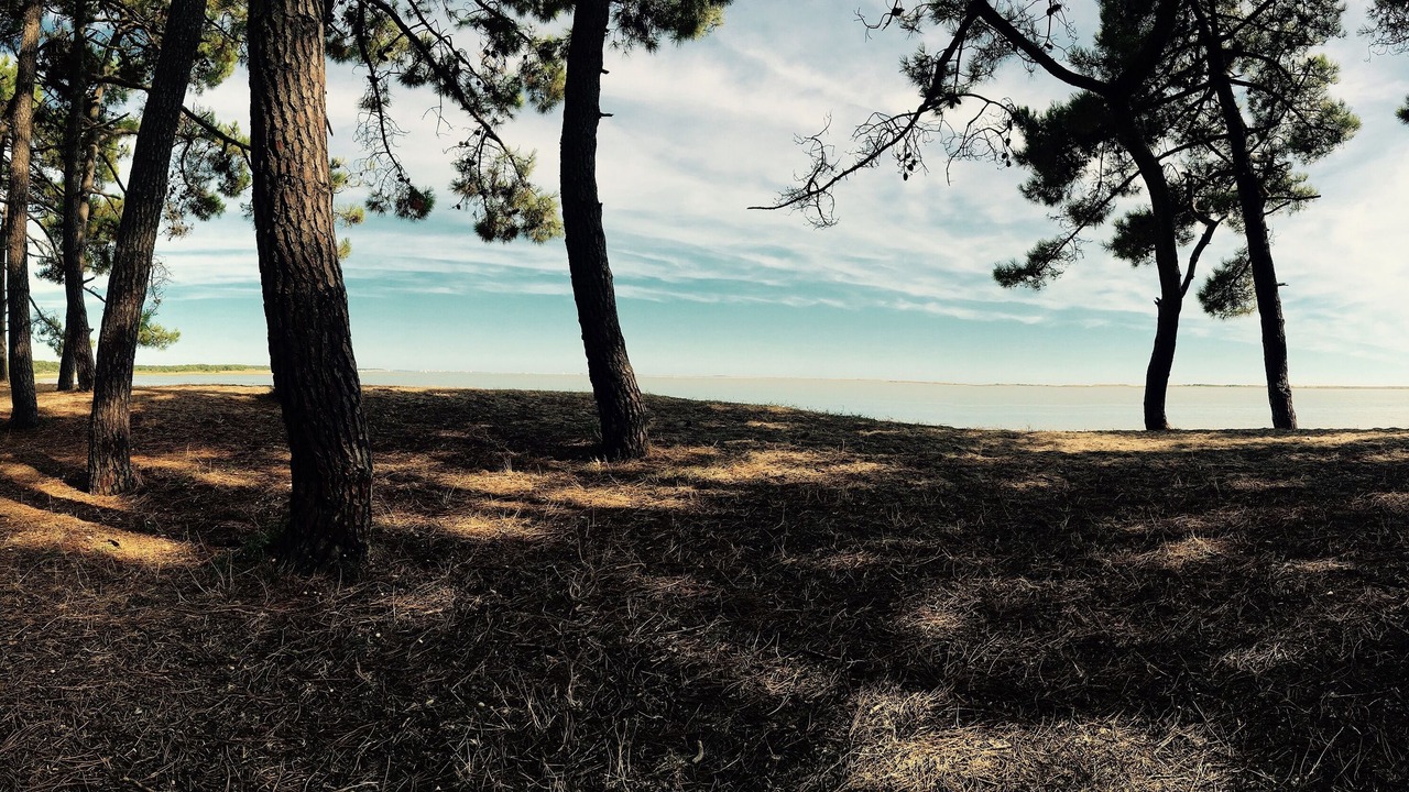 Photo of Others in Saint-Fort-sur-Gironde