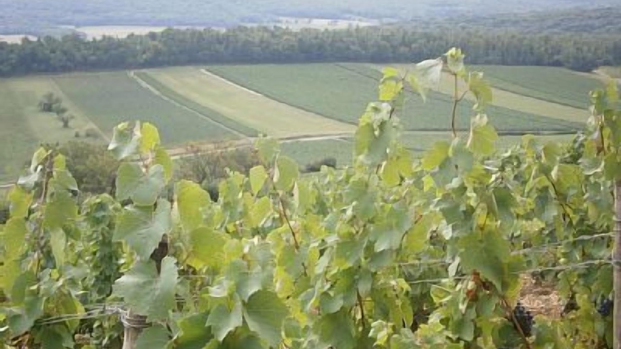 Photo of Outdoor in Sennecey-le-Grand