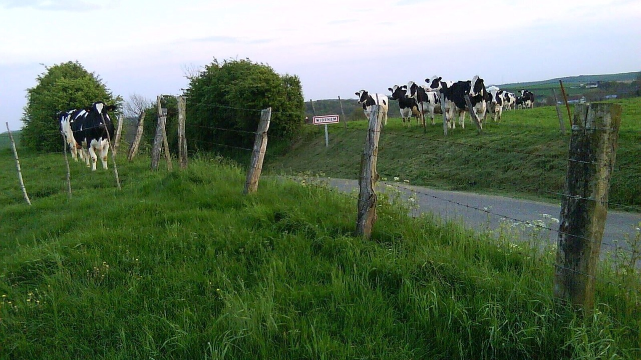 Photo of Others in Widehem