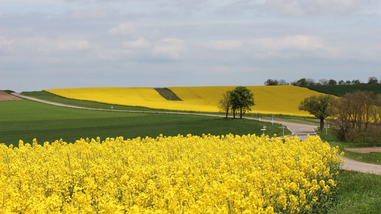 Photo of Others in Lampertheim