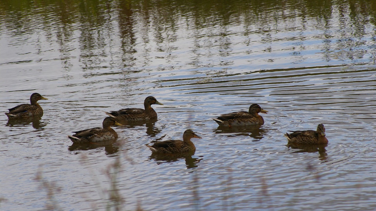 Photo of Others in Dammarie-en-Puisaye