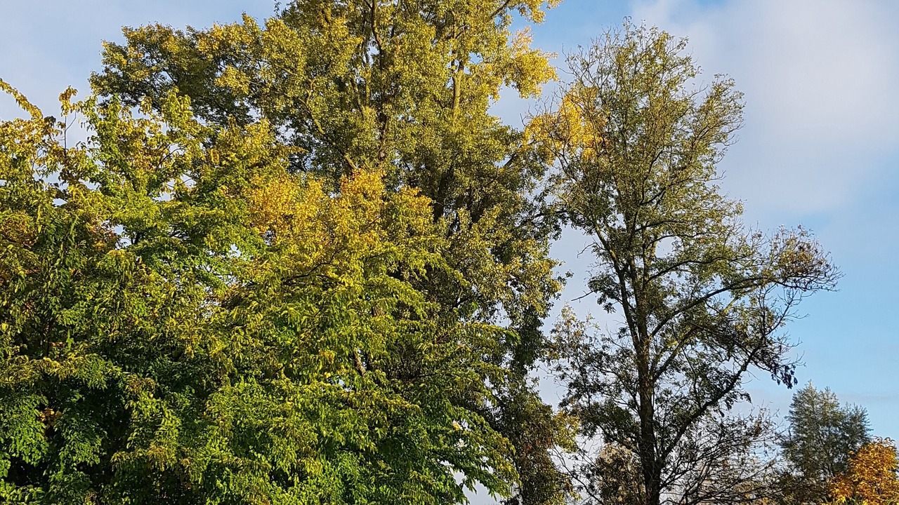 Photo of Outdoor in Chavanoz
