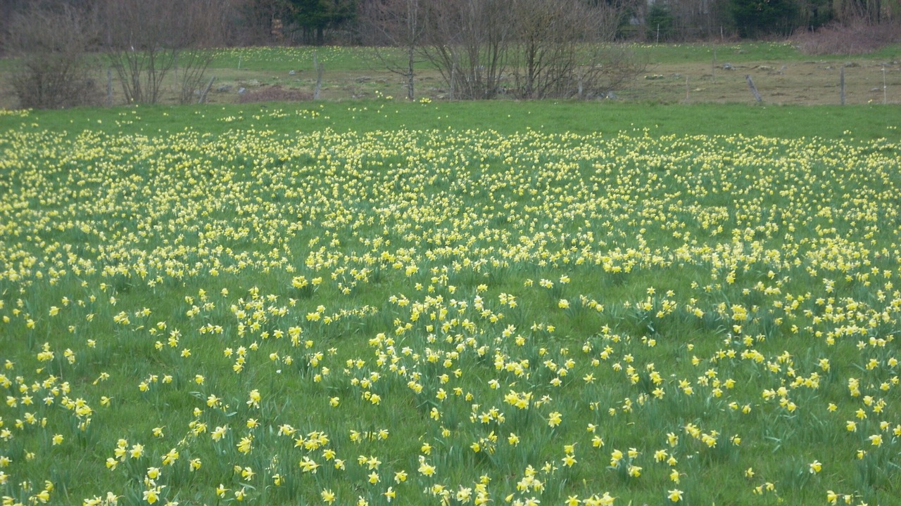 Photo of Outdoor in Rochesson