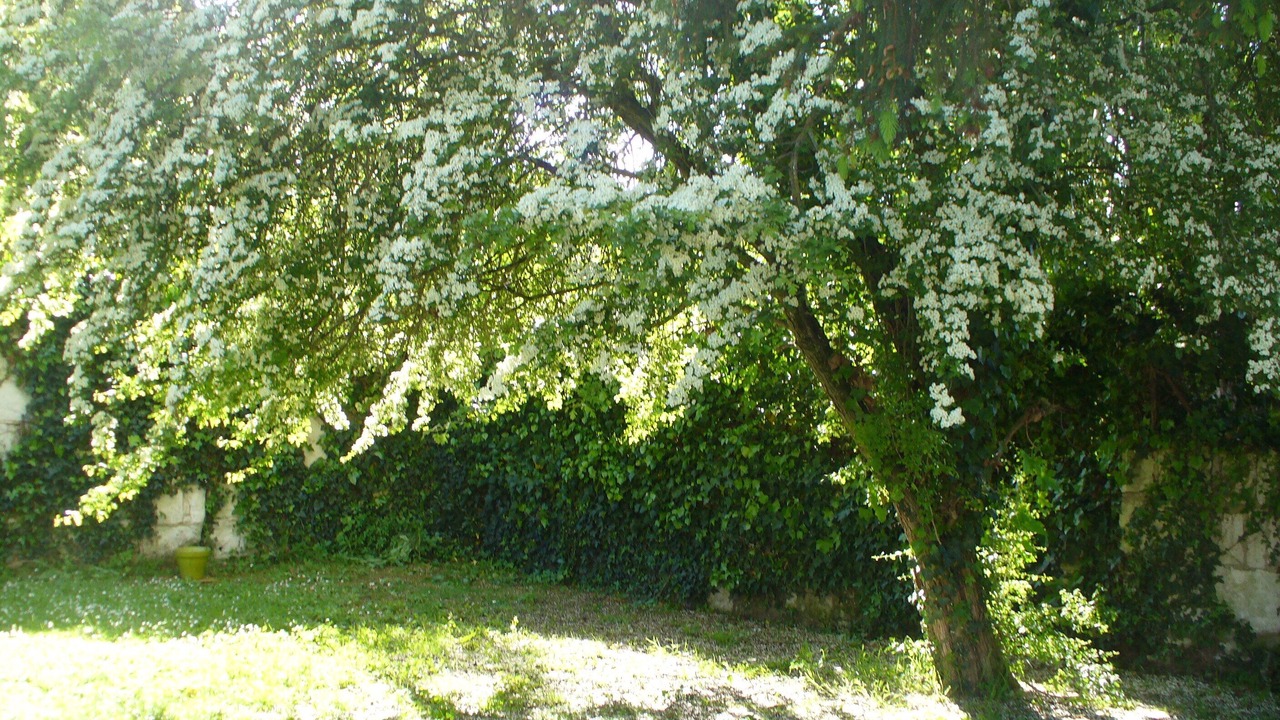 Photo of Outdoor in Chenehutte-Treves-Cunault