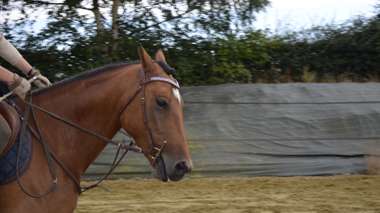 Photo of Others in Aubermesnil-aux-Erables