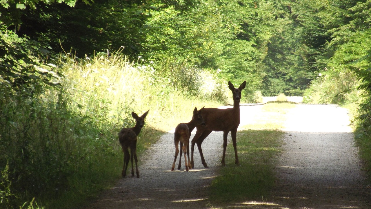 Photo of Outdoor in Desvres