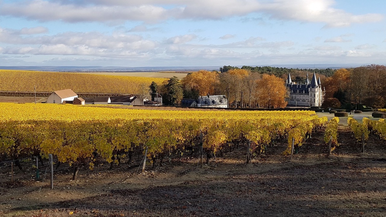 Photo of Others in Pouilly-sur-Loire