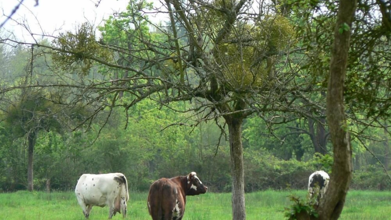 Photo of Outdoor in Saint-Gatien-des-Bois
