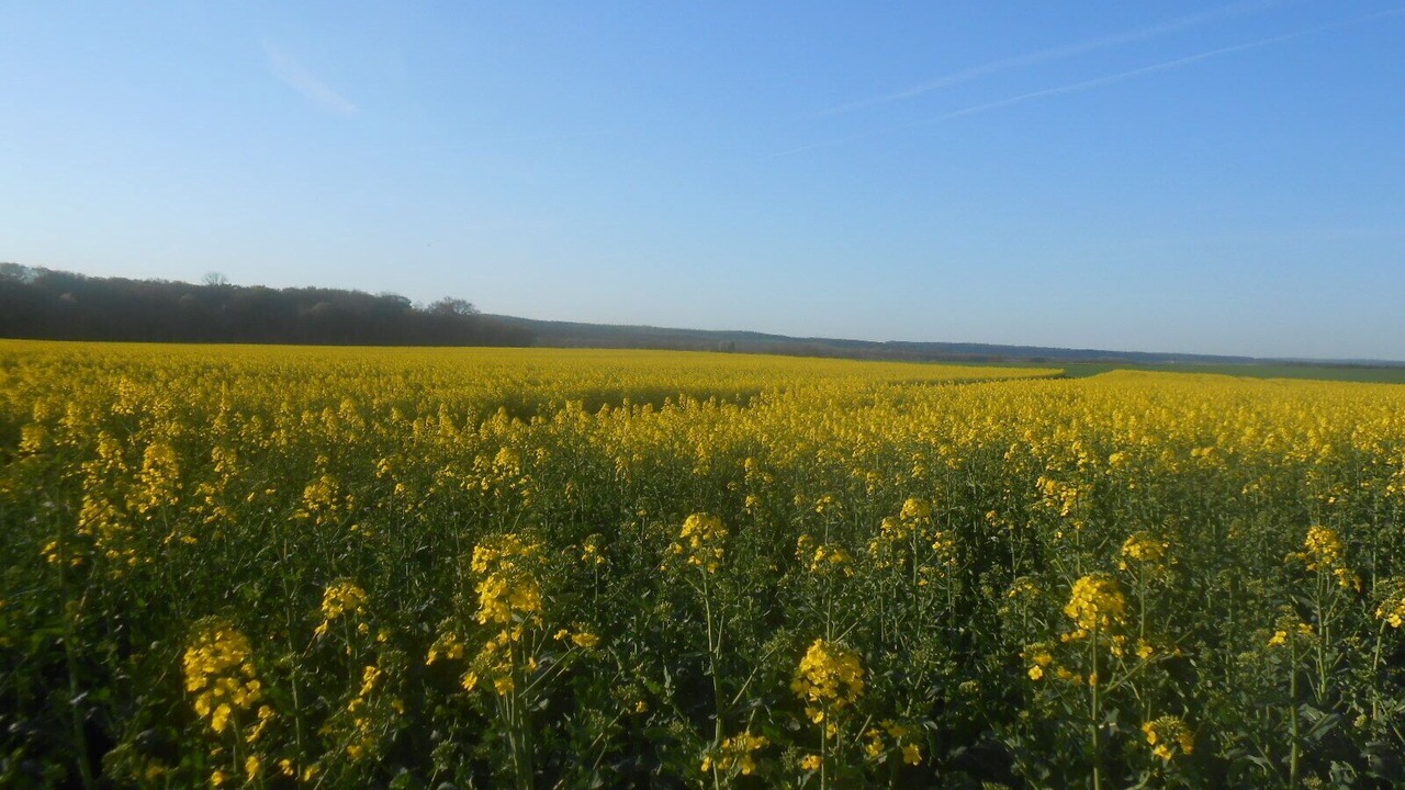 Photo of Outdoor in Sennevoy-le-Bas