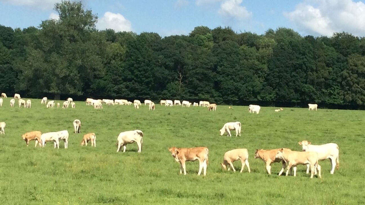 Photo of Others in Walincourt-Selvigny