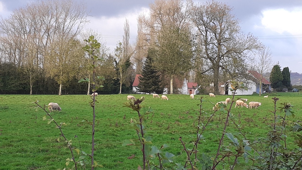 Photo of Others in Wavrans-sur-l'Aa