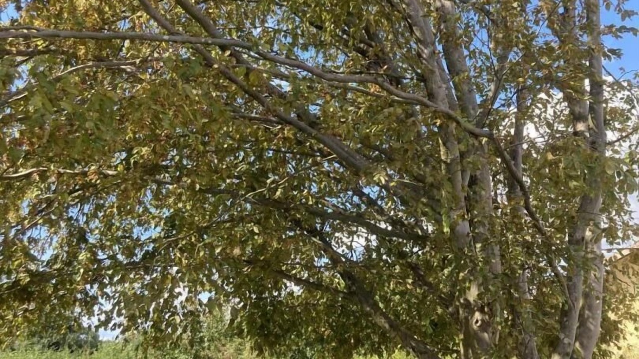 Photo of Outdoor in Romenay