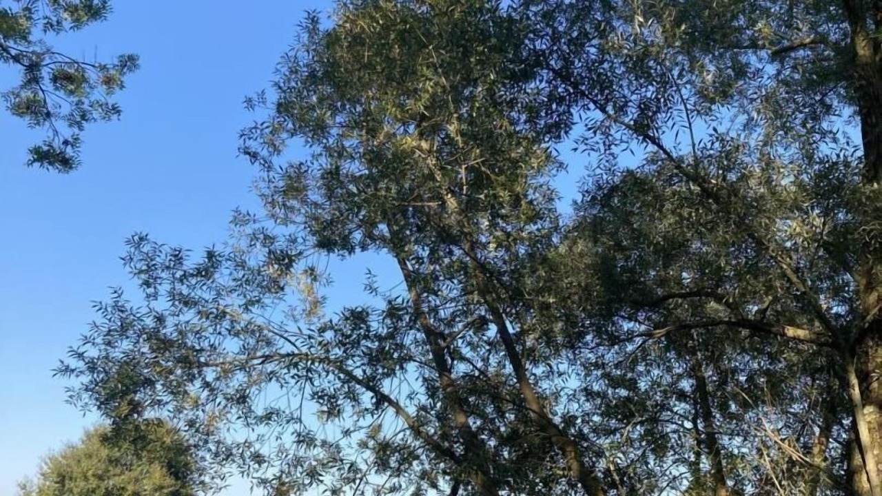 Photo of Outdoor in Romenay