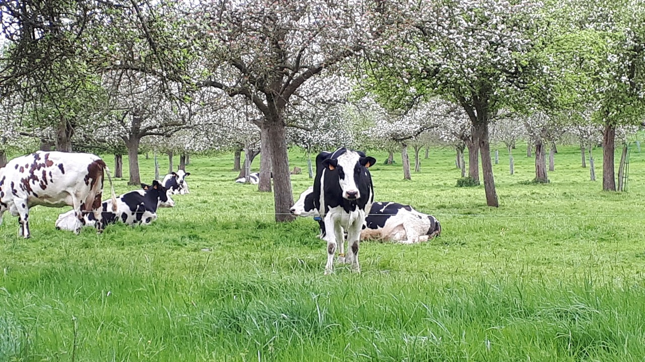 Photo of Others in Hermival-les-Vaux