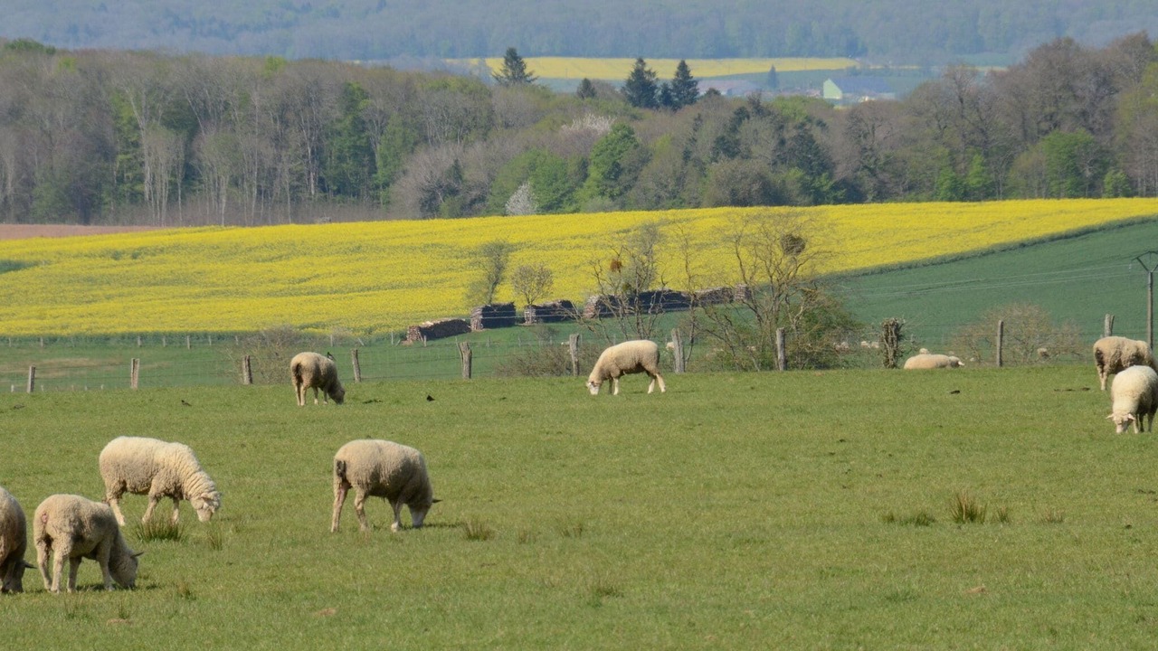 Photo of Others in Laferte-sur-Amance