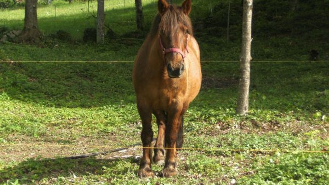 Photo of Others in Ferdrupt