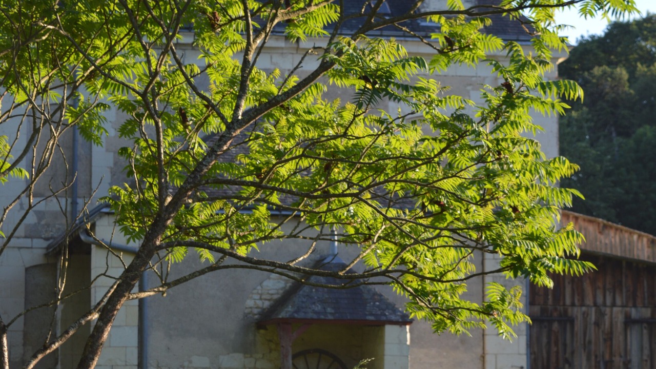 Photo of Outdoor in La Chapelle-Blanche-Saint-Martin