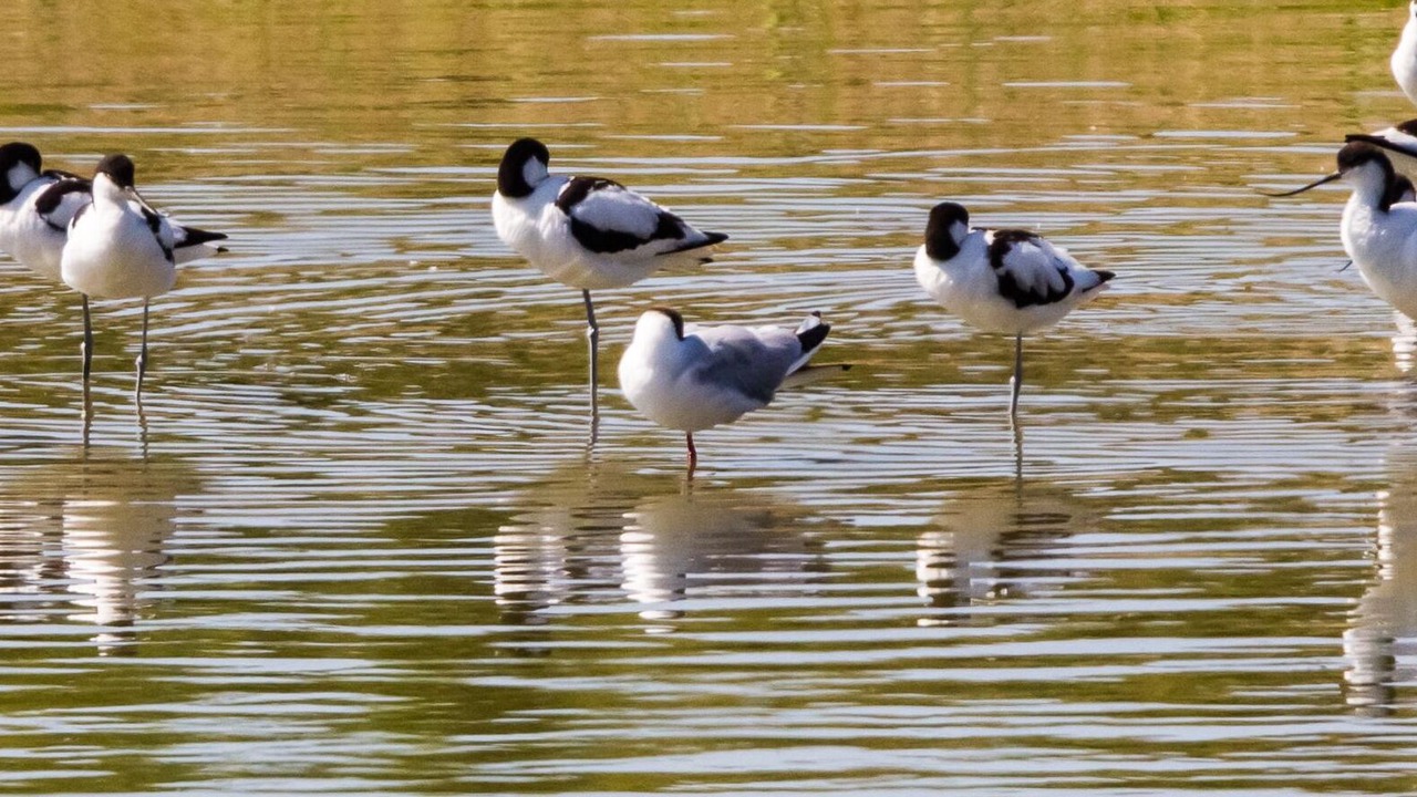 Photo of Others in Abbeville