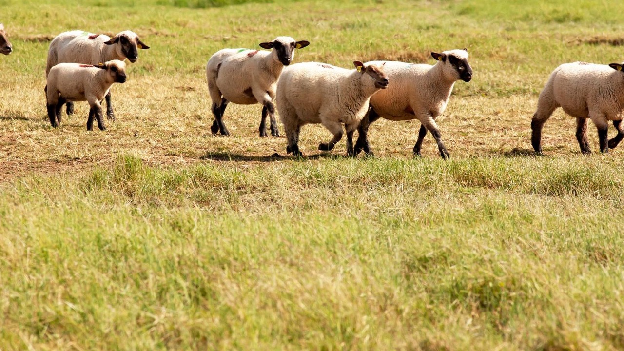 Photo of Others in Abbeville