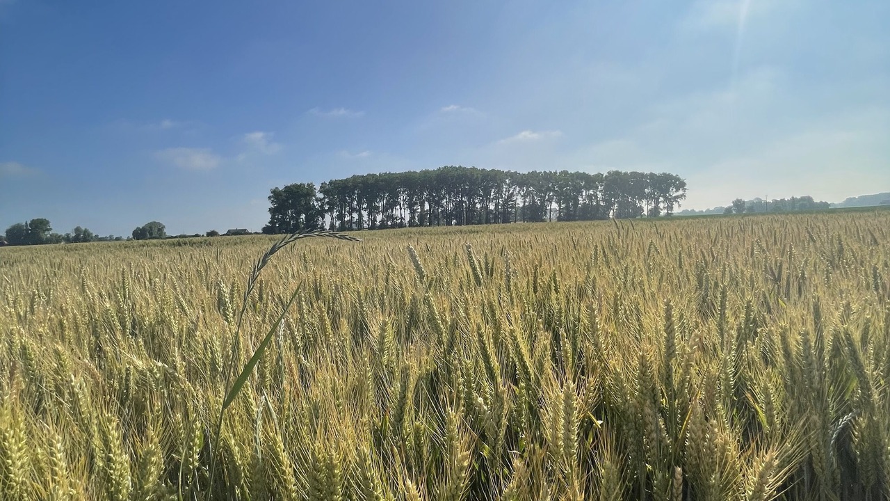 Photo of Outdoor in Esquelbecq