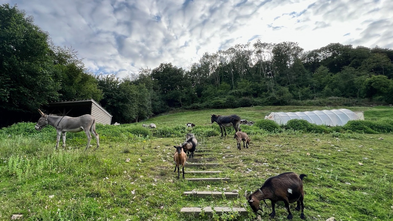 Photo of Outdoor in La Riviere-Saint-Sauveur