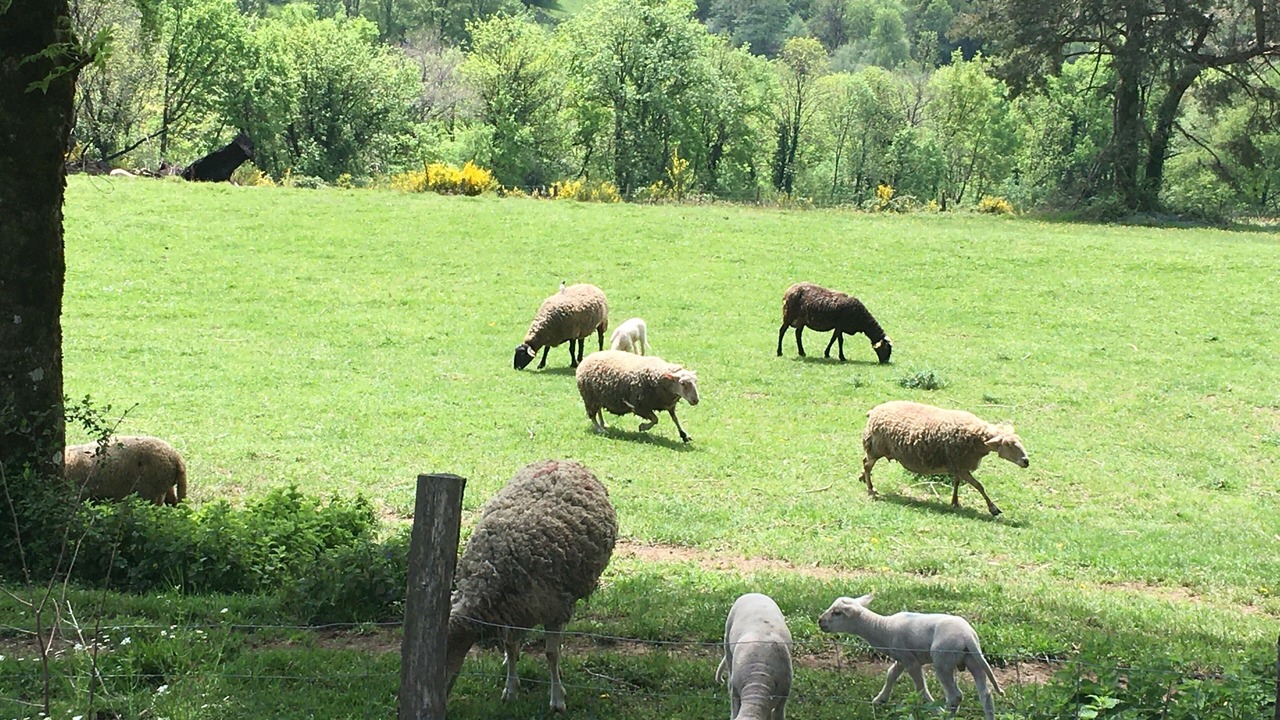 Photo of Outdoor in Montredon-Labessonnie