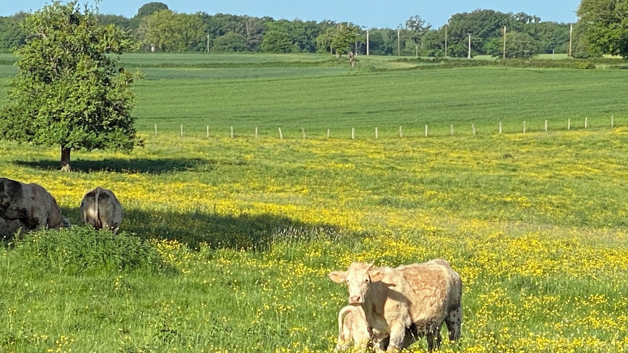 Photo of Others in Saint-Saulge
