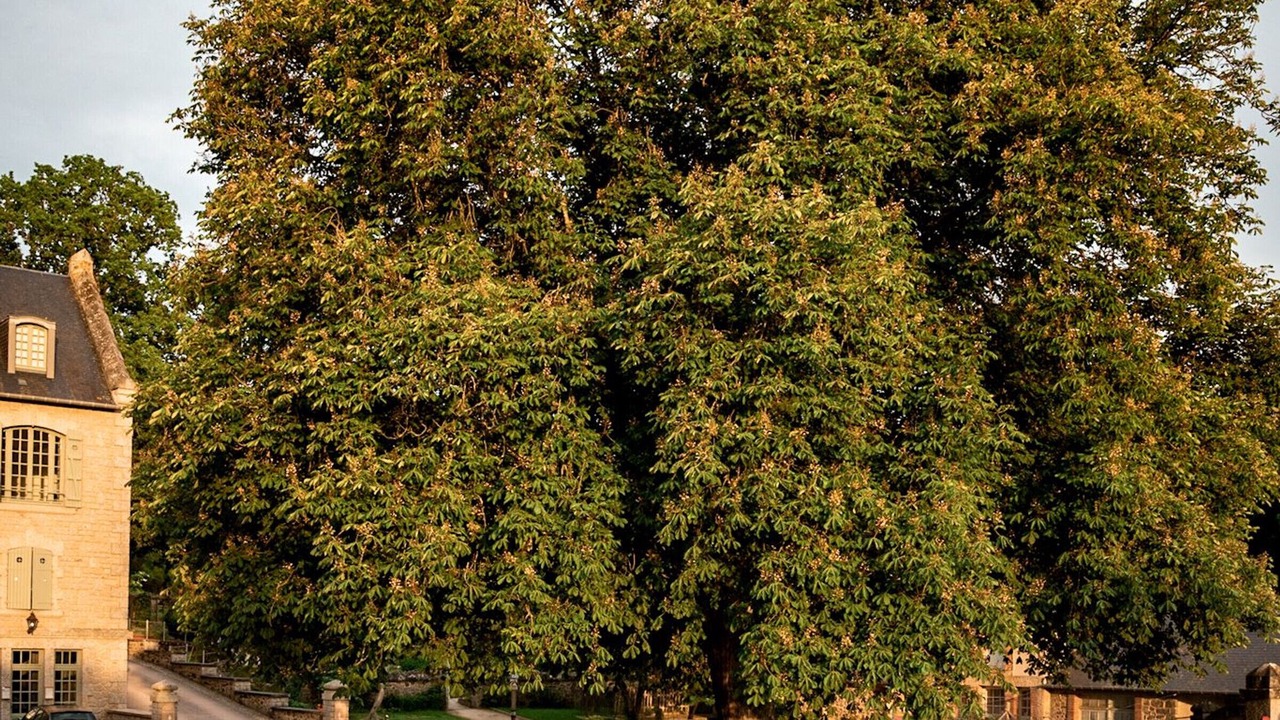 Photo of Others in Saint-Leonard-des-Bois