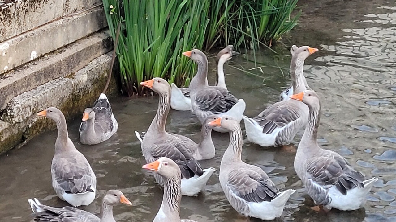 Photo of Others in Aix-Villemaur-Palis