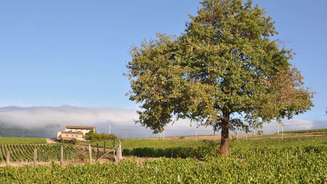 Photo of Outdoor in Lancie