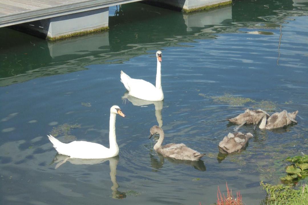 Photo of Others in Criel-sur-Mer