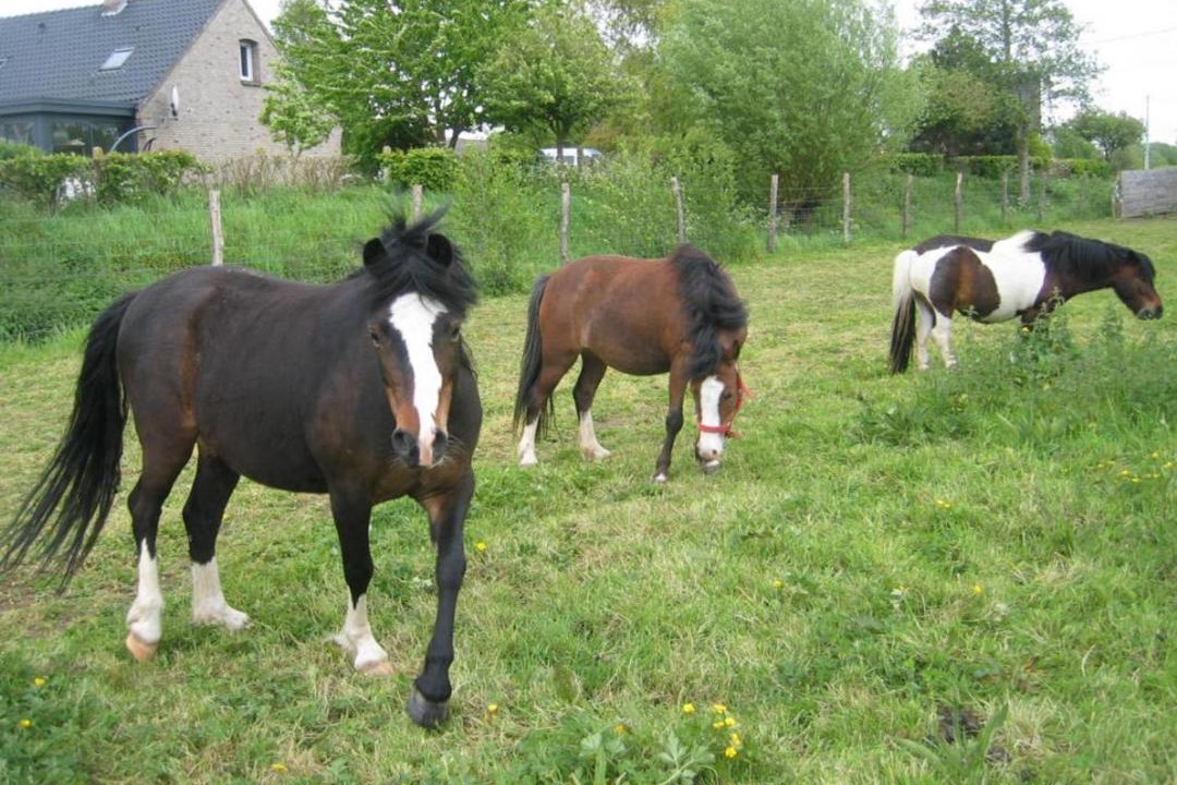 Photo of Others in Ledringhem