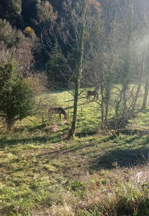 Photo of Others in Saint-Sauveur-de-Montagut