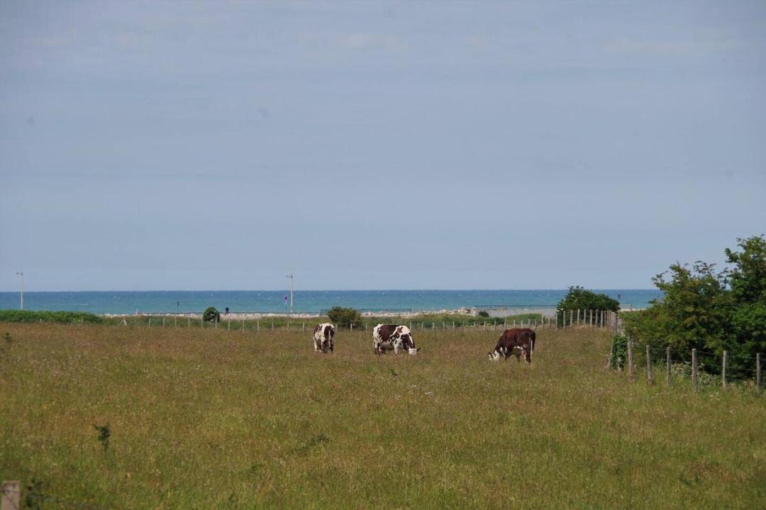 Photo of Others in Criel-sur-Mer