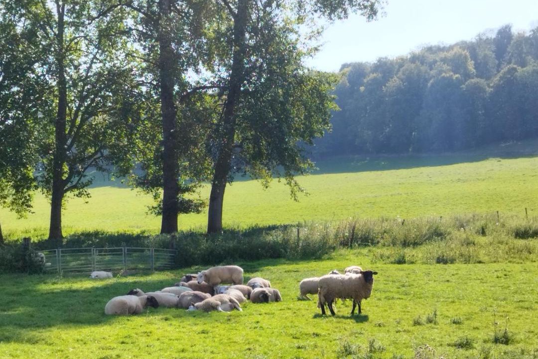 Photo of Others in Touligny