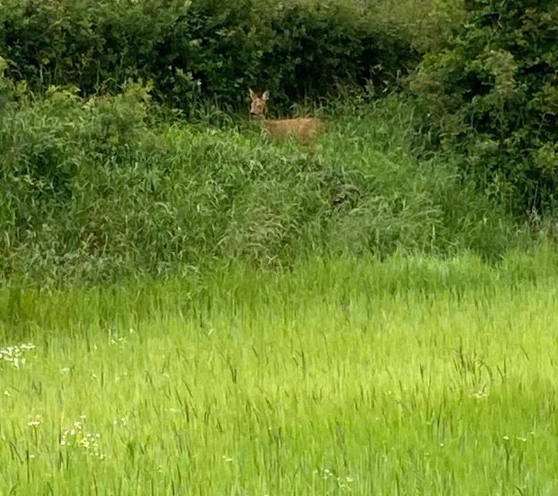 Photo of Others in Colembert